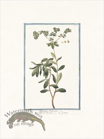 Bonelli 022 Wart- weed